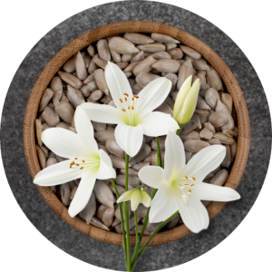 Vanilla Infused in Sunflower Oil