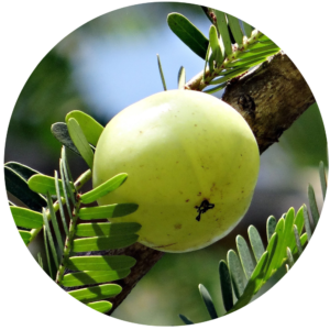 amla extract