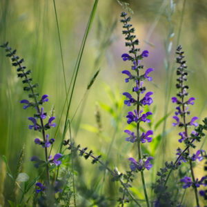 clary sage essential oil