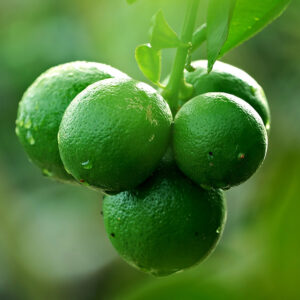tangerine essential oil