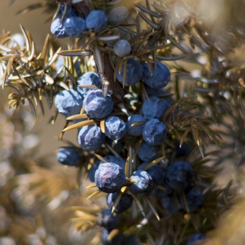 Juniperberry_oil.jpg
