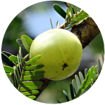 amla_extract.png