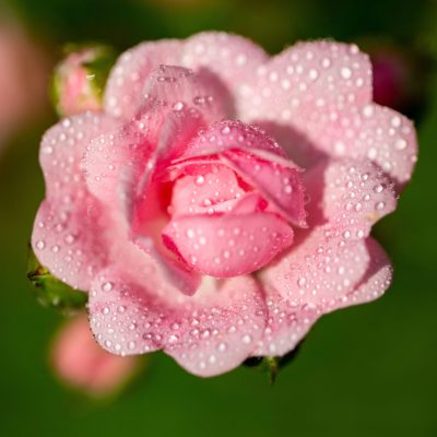 camelia_japonica-scaled-e1725110846739.jpg