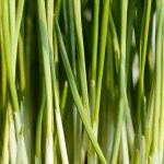 lemon-grass-scaled.jpg