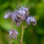 tansy blue oil