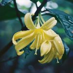 ylang ylang oil